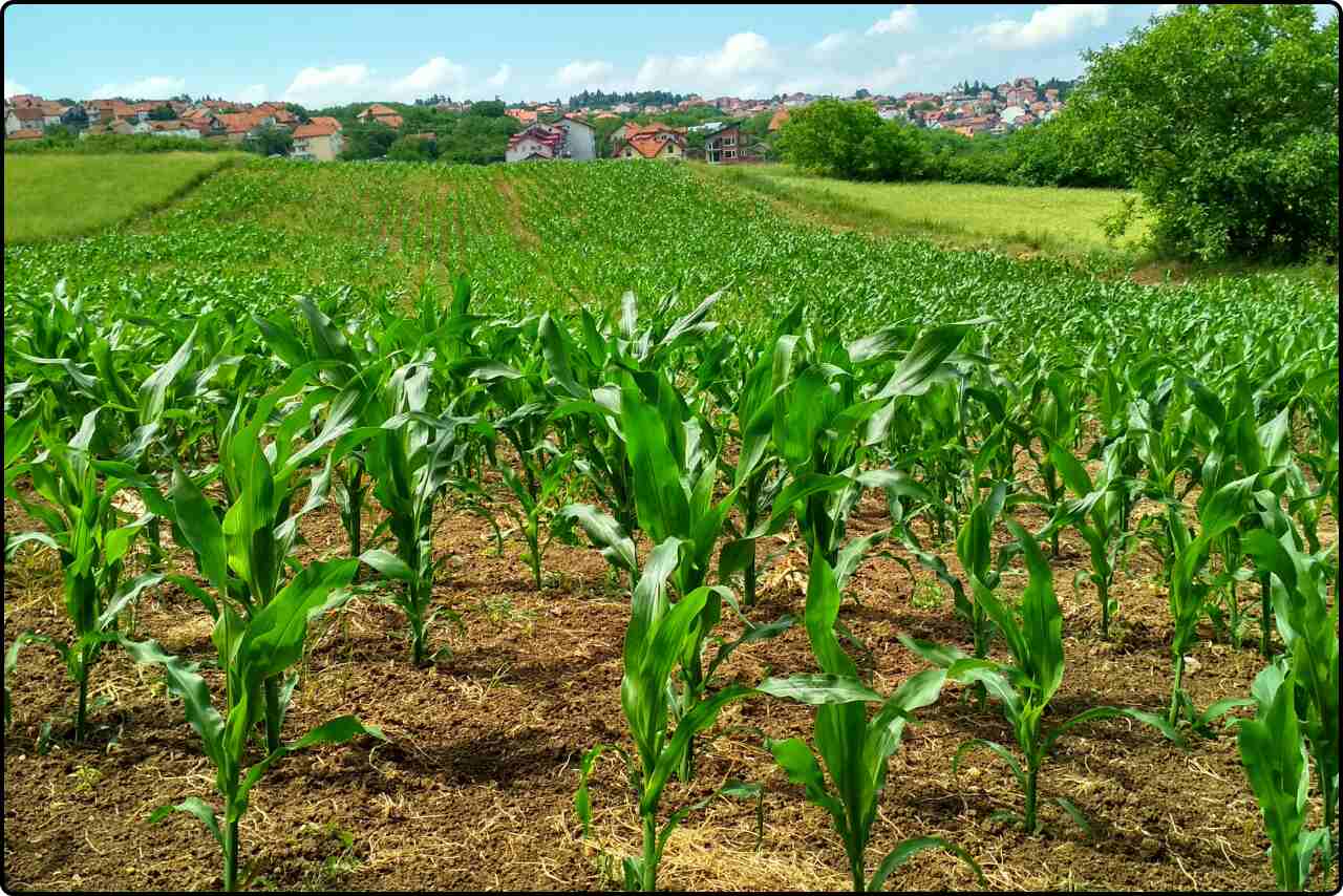 View of a thriving corn plant in the middle of a large field, showcasing its growth and development.